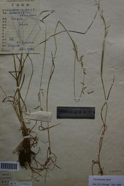 喀斯早熟禾 喀斯早熟禾