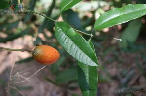 薄葉山橙