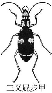 三叉屁步甲 三叉屁步甲
