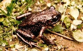 常綠蟾蜍 常綠蟾蜍