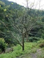 阿克山自然村 阿克山自然村