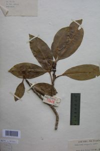 密花山礬 密花山礬