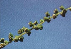 多年生豚草 多年生豚草