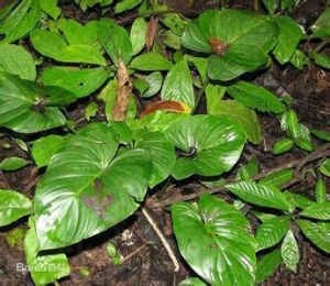 千年健族 千年健族