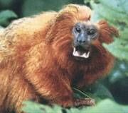 闊鼻下目 闊鼻下目