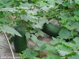 特選黑皮冬瓜 特選黑皮冬瓜