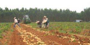 北灶村[廣東省遂溪縣港門鎮北灶村]