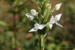南方玉鳳花 南方玉鳳花