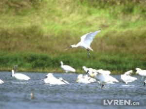 黑面瑟鷺保護區 黑面瑟鷺保護區