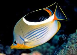 鞍斑蝴蝶魚