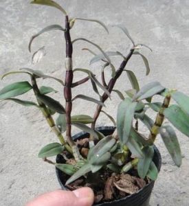 高位芽植物 高位芽植物