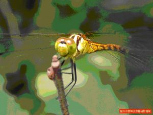 小黃赤蜻 小黃赤蜻