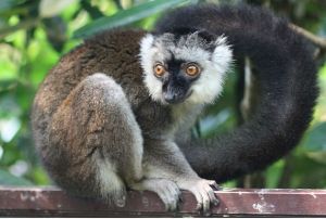 褐美狐猴 褐美狐猴