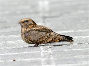 中美夜鷹 中美夜鷹