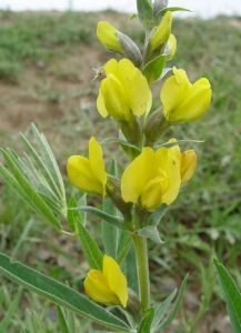 新疆野決明 新疆野決明