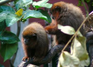 栗腹伶猴 栗腹伶猴