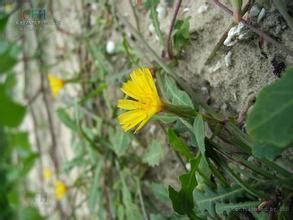 栓果菊屬 栓果菊屬