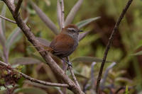 赭額棘尾雀 赭額棘尾雀