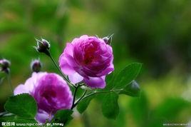 弗朗索瓦[薔薇屬月季栽培品種]