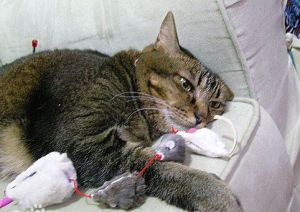 貓鼠同眠 貓鼠同眠