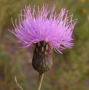 麻花頭薊 麻花頭薊