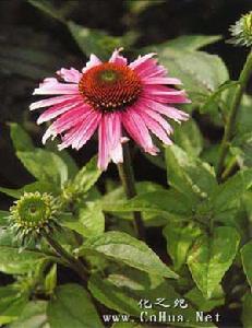 紫松果菊 紫松果菊