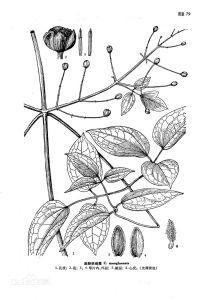 勐臘鐵線蓮 勐臘鐵線蓮