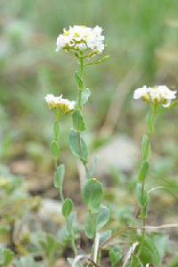 敗醬草[敗醬科植物]