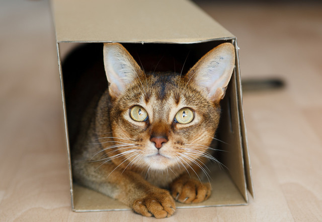 貓為什麼總喜歡擠在紙箱子裡不出來
