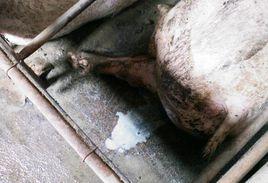 豬子宮內膜炎 豬子宮內膜炎