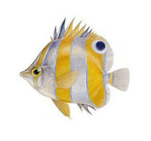 白梢蝴蝶魚 白梢蝴蝶魚