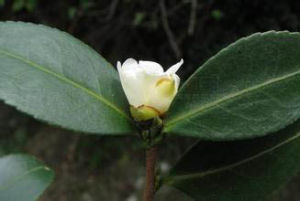 短蕊茶組 短蕊茶組