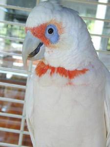 尖嘴鳳頭鸚鵡