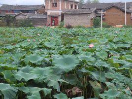 周王屯村 周王屯村
