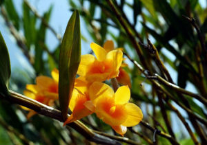 線葉石斛 線葉石斛