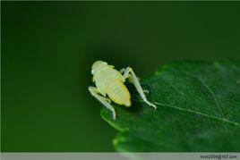 茄子茶黃蟎 茄子茶黃蟎