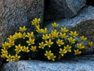 太白虎耳草 太白虎耳草