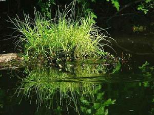 中國濕地公園 中國濕地公園