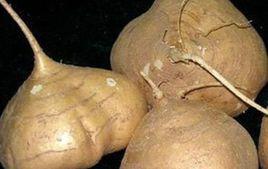 天門地瓜 天門地瓜