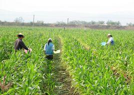 農學專業 農學專業