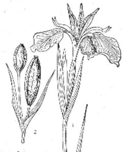 白花西南鳶尾 白花西南鳶尾