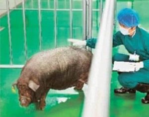 8月18日，技術人員在對醫用供體豬進行觀察和培育。記者郭立亮 攝