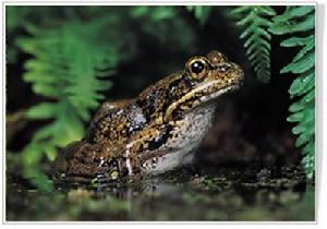 山河自然保護區