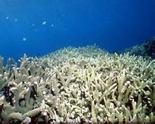 造礁珊瑚 造礁珊瑚