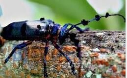 木棉天牛 木棉天牛