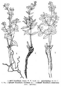 粘毛黃芩 粘毛黃芩