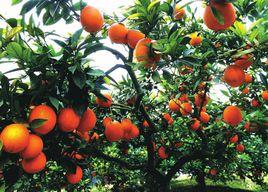 自貢紅橘 自貢紅橘