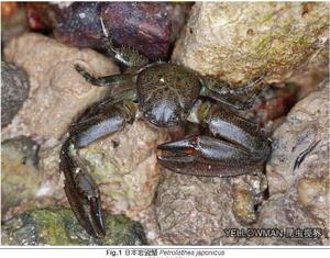 日本岩瓷蟹 日本岩瓷蟹