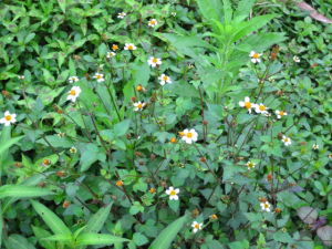 高山熏倒牛 高山熏倒牛