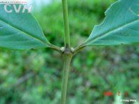 庫茲粗葉木 庫茲粗葉木